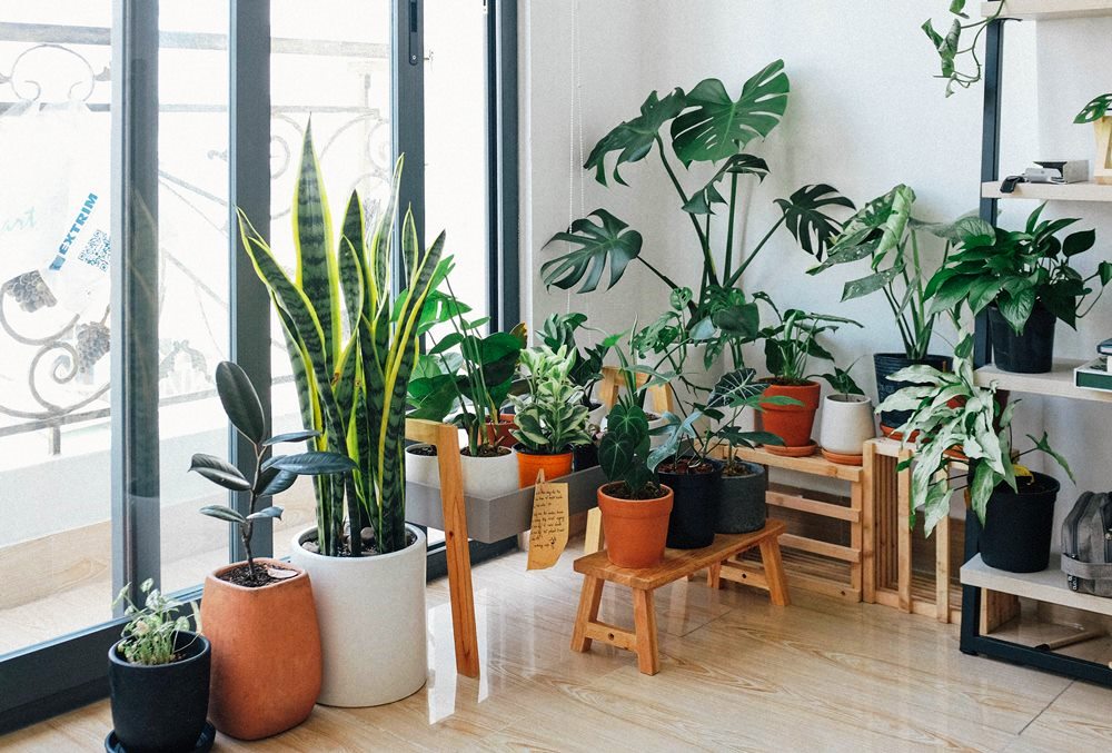 Indoor plant décor ideas